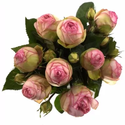 Růžová růže BIEDERMEIER