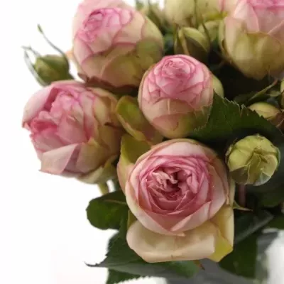 Růžová růže trsová BIEDERMEIER 30cm/1+