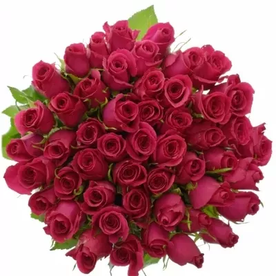Růžová růže BINGO CERICE 50cm (M)