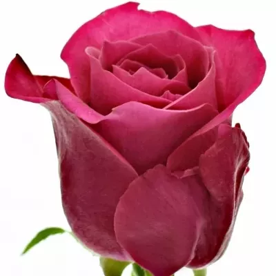 Růžová růže BINGO CERICE 40cm (M)