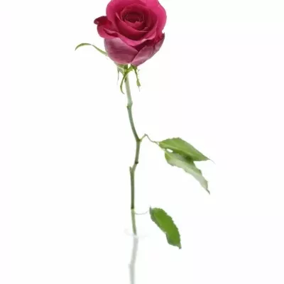 Růžová růže BINGO CERICE 50cm (M)