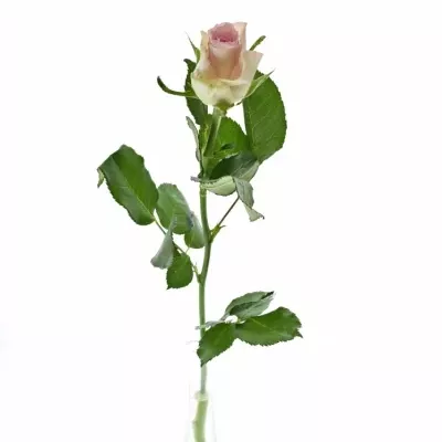 Růžová růže BISOU 70cm