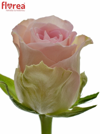 Ružová ruža Biso 40cm (M)