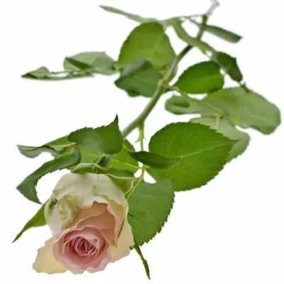 Růžová růže BISOU 70cm