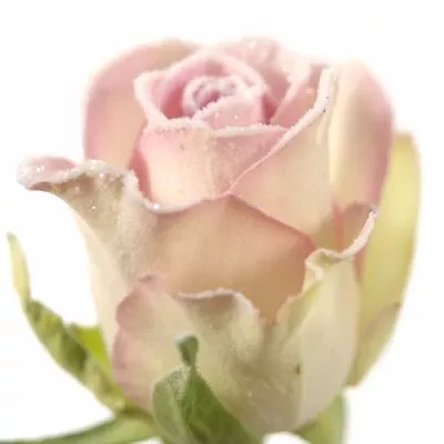 Růžová růže BISOU FROST 50cm (M)