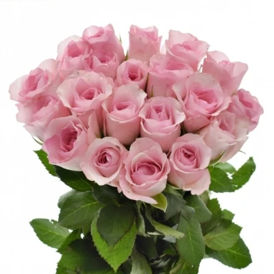 Růžová růže BLUSHING AKITO 40cm