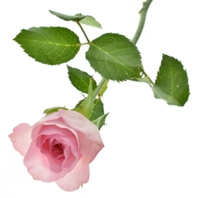 Růžová růže BLUSHING AKITO 40cm