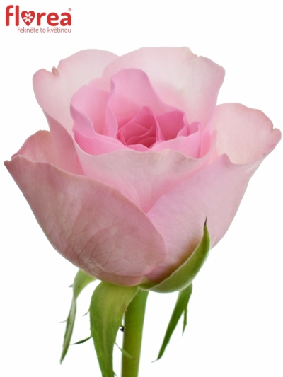 Růžová růže BLUSHING AKITO 40cm (S)