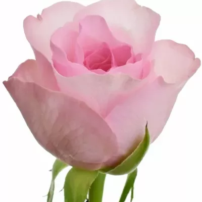 Růžová růže BLUSHING AKITO 50cm (S)