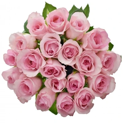 Růžová růže BLUSHING AKITO 40cm