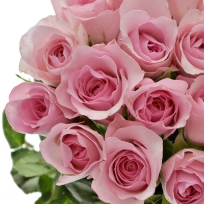 Růžová růže BLUSHING AKITO 40cm