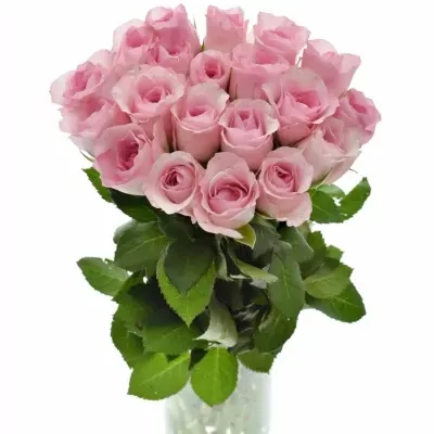 Růžová růže BLUSHING AKITO 40cm