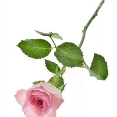 Růžová růže BLUSHING AKITO 40cm