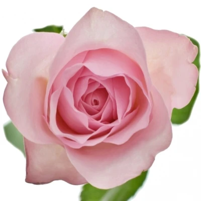 Růžová růže BLUSHING AKITO 40cm