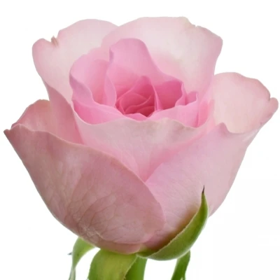 Růžová růže BLUSHING AKITO 50cm (S)