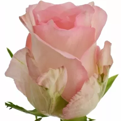 Růžová růže BOULEVARD 60cm (M)