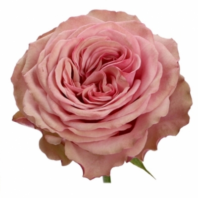 Růžová růže BOURBON STREET 50cm (XXL)