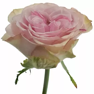 Růže BOURBON STREET