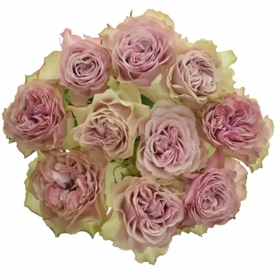 Růže BOURBON STREET