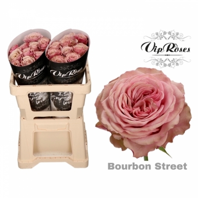 Růže BOURBON STREET