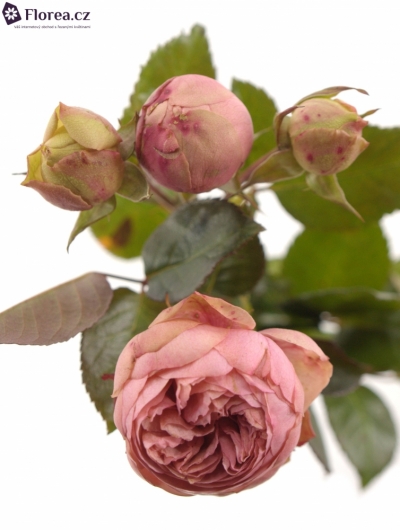 Růžová růže BRIDAL PIANO 