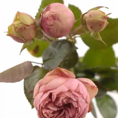 Růžová růže BRIDAL PIANO 