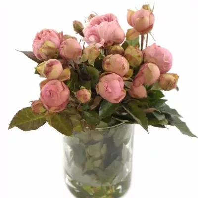 Růžová růže BRIDAL PIANO 