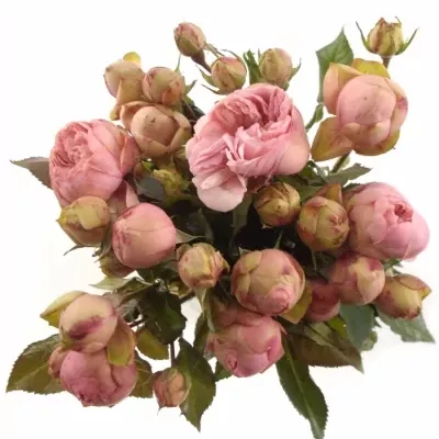 Růžová růže BRIDAL PIANO 