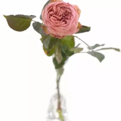Růžová růže BRIDAL PIANO 