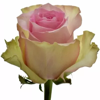 Růžová růže BRIGITTE BARDOT 60cm (L)