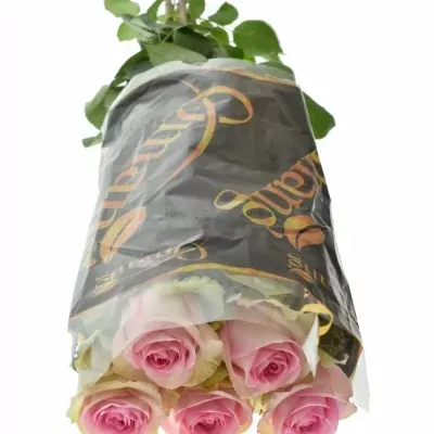 Růžová růže BRIGITTE BARDOT 70cm (XL)