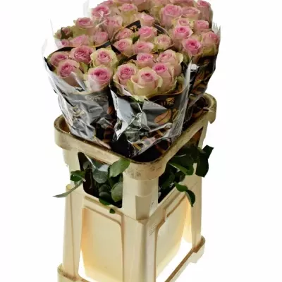 Růžová růže BRIGITTE BARDOT 70cm (XL)