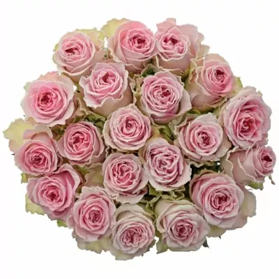 Růžová růže BRIGITTE BARDOT SUGAR LOVE 70cm (XL)