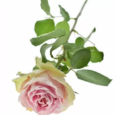 Růžová růže BRIGITTE BARDOT SUGAR LOVE 70cm (XL)