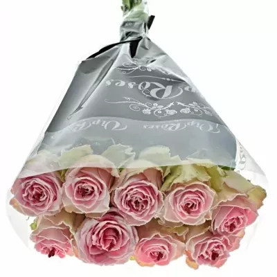 Růžová růže BRIGITTE BARDOT SUGAR LOVE 70cm (XL)