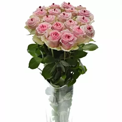 Růžová růže BRIGITTE BARDOT SUGAR LOVE 70cm (XL)