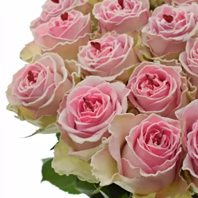 Růžová růže BRIGITTE BARDOT SUGAR LOVE 70cm (XL)