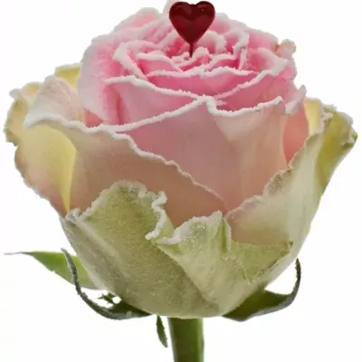 Růžová růže BRIGITTE BARDOT SUGAR LOVE 70cm (XL)