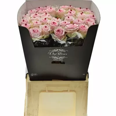 Růžová růže BRIGITTE BARDOT SUGAR LOVE 70cm (XL)