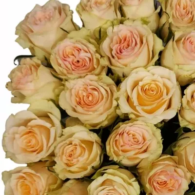 Růžová růže BRINESSA 40cm (L)