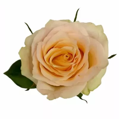 Růžová růže BRINESSA 40cm (L)