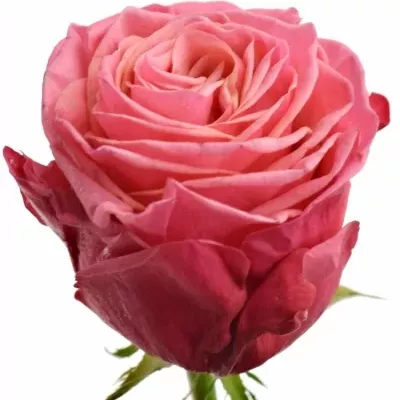 Růžová růže BUBBLEGUM! 55cm (XXL)