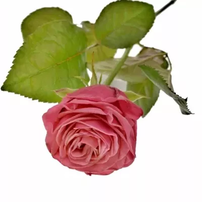 Růžová růže BUBBLEGUM! 50cm (XXL)