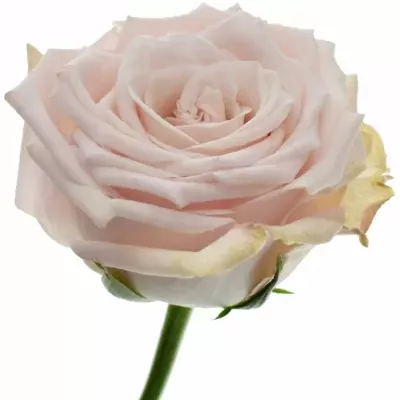 Růžová růže CAFE! 40cm (L)