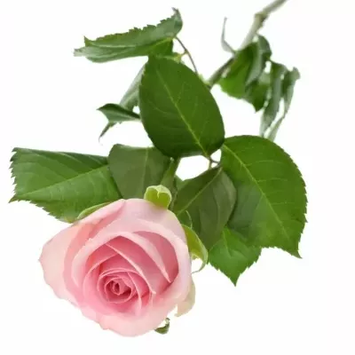 Růžová růže CANDACY