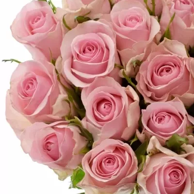 Růžová růže CANDACY