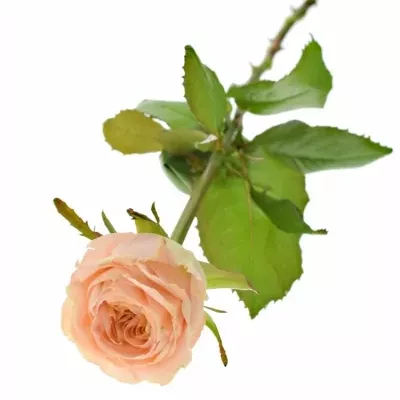 Růžová růže CANDICE! 50cm (L)
