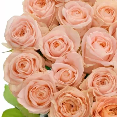 Růžová růže CANDICE! 50cm (L)