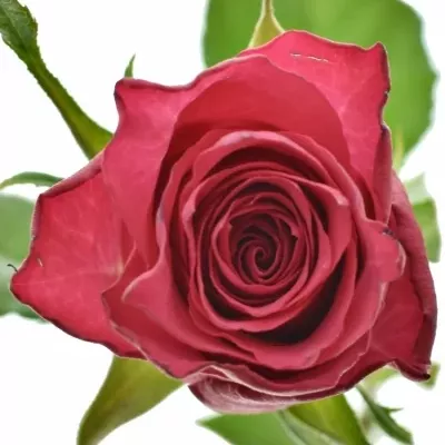 Růžová růže CANDIDATE! 50cm (L)