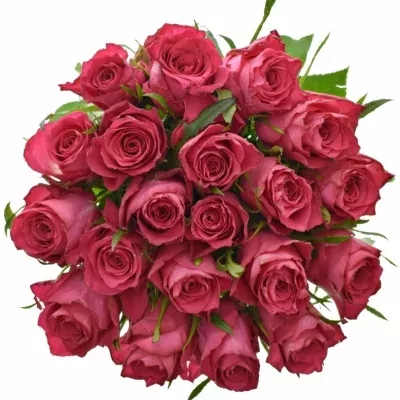 Růžová růže CANDIDATE! 50cm (L)